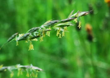 Wiesen-Schwingel (Festuca pratensis) - © Bernard Wieser